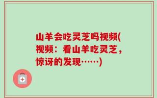 山羊会吃灵芝吗视频(视频：看山羊吃灵芝，惊讶的发现……)