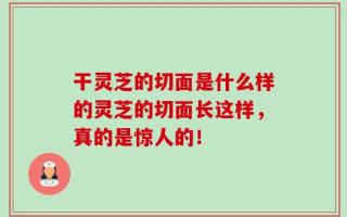 干灵芝的切面是什么样的灵芝的切面长这样，真的是惊人的！