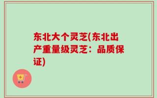 东北大个灵芝(东北出产重量级灵芝：品质保证)