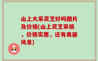 山上大采灵芝好吗图片及价格(山上灵芝采摘，价格实惠，还有美丽风景)