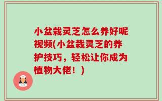 小盆栽灵芝怎么养好呢视频(小盆栽灵芝的养护技巧，轻松让你成为植物大佬！)