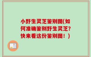 小野生灵芝鉴别图(如何准确鉴别野生灵芝？快来看这份鉴别图！)