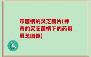 带菌柄的灵芝图片(神奇的灵芝菌柄下的药用灵芝图像)