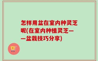 怎样用盆在室内种灵芝呢(在室内种植灵芝——盆栽技巧分享)