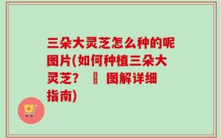 三朵大灵芝怎么种的呢图片(如何种植三朵大灵芝？ – 图解详细指南)