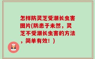 怎样防灵芝受潮长虫害图片(防患于未然，灵芝不受潮长虫害的方法，简单有效！)