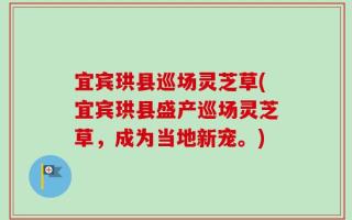 宜宾珙县巡场灵芝草(宜宾珙县盛产巡场灵芝草，成为当地新宠。)