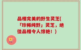 品相完美的野生灵芝(「珍稀纯野」灵芝，绝佳品相令人惊艳！)