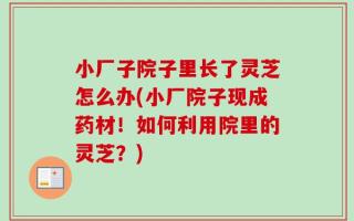 小厂子院子里长了灵芝怎么办(小厂院子现成药材！如何利用院里的灵芝？)