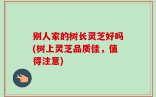 别人家的树长灵芝好吗(树上灵芝品质佳，值得注意)