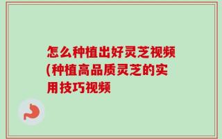 怎么种植出好灵芝视频(种植高品质灵芝的实用技巧视频