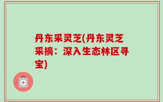 丹东采灵芝(丹东灵芝采摘：深入生态林区寻宝)