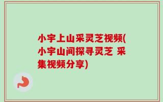 小宇上山采灵芝视频(小宇山间探寻灵芝 采集视频分享)