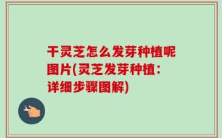 干灵芝怎么发芽种植呢图片(灵芝发芽种植：详细步骤图解)