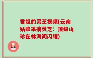 君姐的灵芝视频(云南姑娘采摘灵芝：顶级山珍在林海间闪耀)