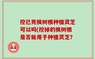 挖已死枫树根种植灵芝可以吗(挖掉的枫树根是否能用于种植灵芝？