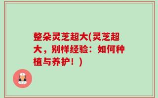 整朵灵芝超大(灵芝超大，别样经验：如何种植与养护！)