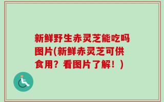 新鲜野生赤灵芝能吃吗图片(新鲜赤灵芝可供食用？看图片了解！)