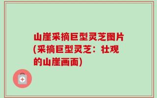 山崖采摘巨型灵芝图片(采摘巨型灵芝：壮观的山崖画面)