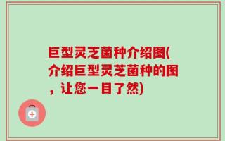 巨型灵芝菌种介绍图(介绍巨型灵芝菌种的图，让您一目了然)