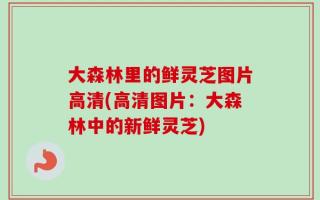 大森林里的鲜灵芝图片高清(高清图片：大森林中的新鲜灵芝)