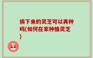 摘下来的灵芝可以再种吗(如何在家种植灵芝)