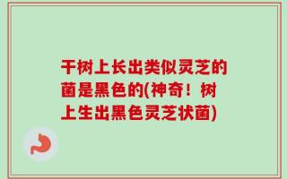 干树上长出类似灵芝的菌是黑色的(神奇！树上生出黑色灵芝状菌)