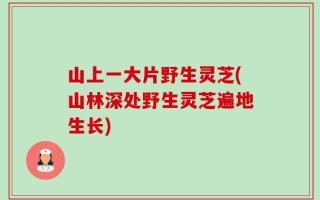 山上一大片野生灵芝(山林深处野生灵芝遍地生长)