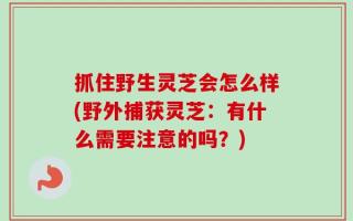 抓住野生灵芝会怎么样(野外捕获灵芝：有什么需要注意的吗？)