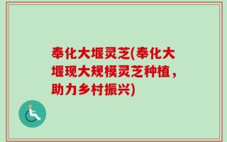 奉化大堰灵芝(奉化大堰现大规模灵芝种植，助力乡村振兴)