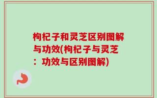 枸杞子和灵芝区别图解与功效(枸杞子与灵芝：功效与区别图解)