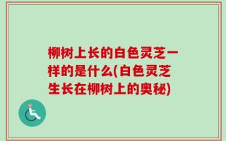 柳树上长的白色灵芝一样的是什么(白色灵芝生长在柳树上的奥秘)