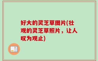 好大的灵芝草图片(壮观的灵芝草照片，让人叹为观止)