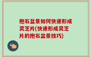 抱石盆景如何快速形成灵芝片(快速形成灵芝片的抱石盆景技巧)