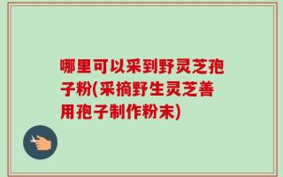 哪里可以采到野灵芝孢子粉(采摘野生灵芝善用孢子制作粉末)