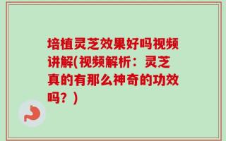 培植灵芝效果好吗视频讲解(视频解析：灵芝真的有那么神奇的功效吗？)