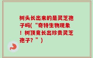 树头长出来的是灵芝孢子吗(“奇特生物现象！树顶竟长出珍贵灵芝孢子？”)