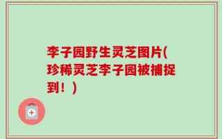 李子园野生灵芝图片(珍稀灵芝李子园被捕捉到！)