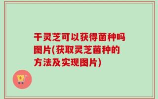 干灵芝可以获得菌种吗图片(获取灵芝菌种的方法及实现图片)