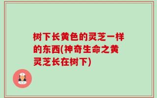 树下长黄色的灵芝一样的东西(神奇生命之黄灵芝长在树下)
