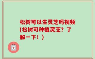 松树可以生灵芝吗视频(松树可种植灵芝？了解一下！)