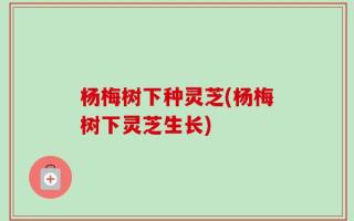 杨梅树下种灵芝(杨梅树下灵芝生长)