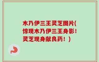 木乃伊三王灵芝图片(惊现木乃伊三王身影！灵芝现身献良药！)