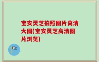 宝安灵芝拍照图片高清大图(宝安灵芝高清图片浏览)