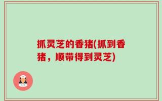 抓灵芝的香猪(抓到香猪，顺带得到灵芝)