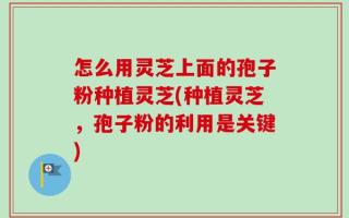 怎么用灵芝上面的孢子粉种植灵芝(种植灵芝，孢子粉的利用是关键)