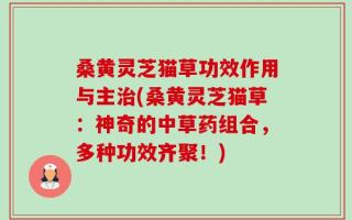 桑黄灵芝猫草功效作用与主治(桑黄灵芝猫草：神奇的中草药组合，多种功效齐聚！)