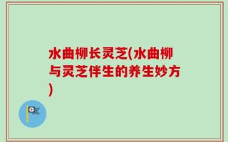 水曲柳长灵芝(水曲柳与灵芝伴生的养生妙方)