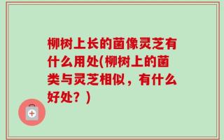 柳树上长的菌像灵芝有什么用处(柳树上的菌类与灵芝相似，有什么好处？)