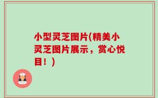 小型灵芝图片(精美小灵芝图片展示，赏心悦目！)